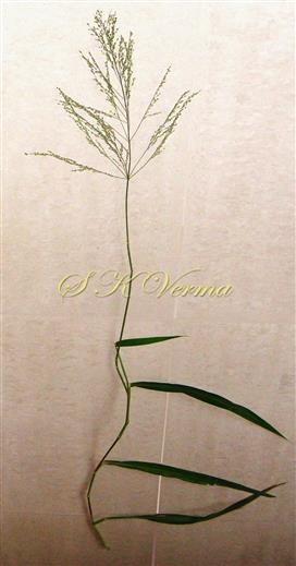  Inflorescence